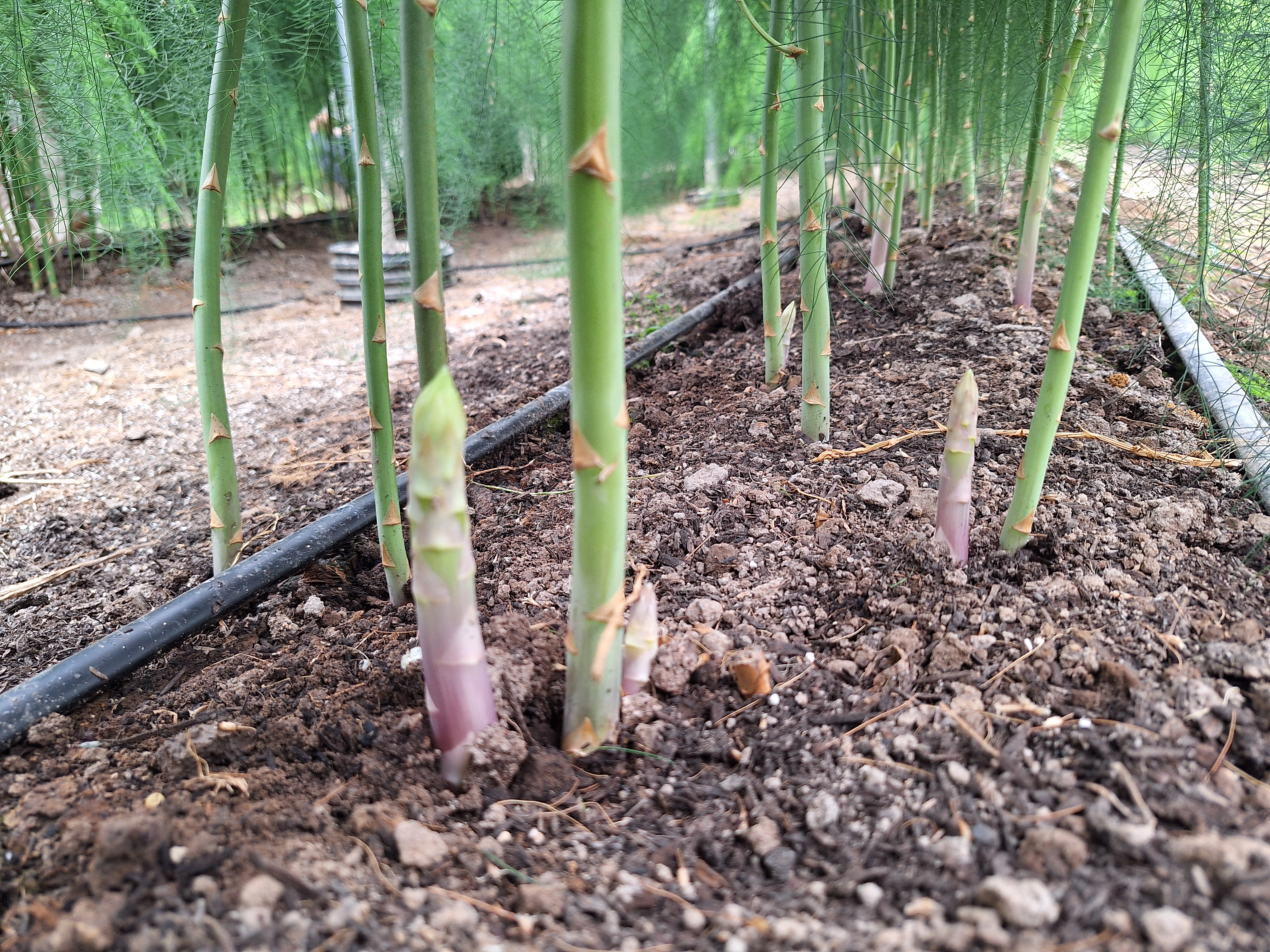 Asparagus spears in mother fern system.